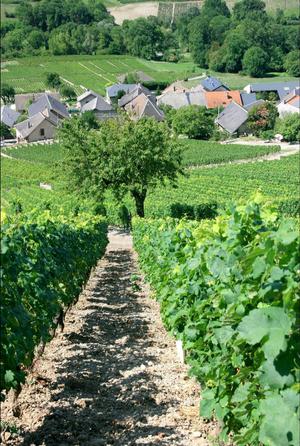 producteur-vins-savoie