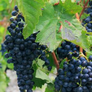 producteur-mondeuse
